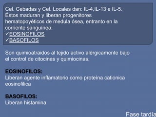 Cel. Cebadas y Cel. Locales dan: IL-4,IL-13 e IL-5.
Éstos maduran y liberan progenitores
hematopoyéticos de medula ósea, entranto en la
corriente sanguínea:
EOSINOFILOS
BASOFILOS

Son quimioatraidos al tejido activo alérgicamente bajo
el control de citocinas y quimiocinas.

EOSINOFILOS:
Liberan agente inflamatorio como proteína cationica
eosinofilica

BASOFILOS:
Liberan histamina

                                                      Fase tardía
 