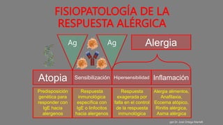 FISIOPATOLOGÍA DE LA
RESPUESTA ALÉRGICA
Atopia Sensibilización Hipersensibilidad Inflamación
Alergia
Ag Ag
Predisposición
genética para
responder con
IgE hacia
alergenos
Respuesta
inmunológica
específica con
IgE o linfocitos
hacia alergenos
Respuesta
exagerada por
falla en el control
de la respuesta
inmunológica
Alergia alimentos,
Anafilaxia,
Eccema atópico,
Rinitis alérgica,
Asma alérgica
ppt Dr. José Ortega Martell
 