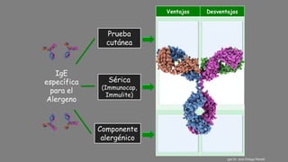 IgE
específica
para el
Alergeno
Prueba
cutánea
Sérica
(Immunocap,
Immulite)
Componente
alergénico
Ventajas Desventajas
Degranulación
in vivo de
células cebadas
Falsos + y
Falsos -
Sensibilización
a 1 o más
alergenos
Dudas en
funcionalidad y
relevancia
biológica
Componentes
específicos o
cruzados
Costo elevado
y aún pocos
componentes
disponibles
ppt Dr. José Ortega Martell
 