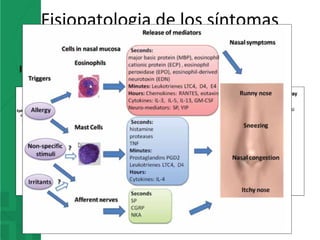 Fisiopatologia de los síntomas
nasales
Inervacion de la mucosa nasal Neuroinmunologia nasal
 