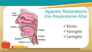 Aparato Respiratorio
Vías Respiratorias Altas
Rinitis
Faringitis
Laringitis
 