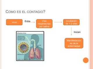 COMO ES EL CONTAGIO?
virus
Vías
respiratorias
por saliva
Incubación
de 1-2 días
Manifestacion
es de la
enfermedad
Entra
Inician
 
