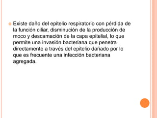  Existe daño del epitelio respiratorio con pérdida de
la función ciliar, disminución de la producción de
moco y descamación de la capa epitelial, lo que
permite una invasión bacteriana que penetra
directamente a través del epitelio dañado por lo
que es frecuente una infección bacteriana
agregada.
 
