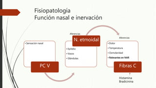 Fisiopatología
Función nasal e inervación
• Sensación nasal
PC V
• Epitelio
• Vasos
• Glándulas
N. etmoidal
• Dolor
• Temperatura
• Osmolaridad
• Relevantes en NAR
Fibras C
Histamina
Bradicinina
Aferencias
Aferencias
 
