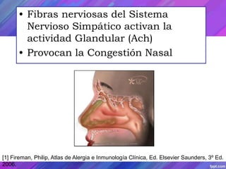• Fibras nerviosas del Sistema 
Nervioso Simpático activan la 
actividad Glandular (Ach) 
• Provocan la Congestión Nasal 
[1] Fireman, Philip, Atlas de Alergia e Inmunología Clínica, Ed. Elsevier Saunders, 3º Ed. 
2006. 
 