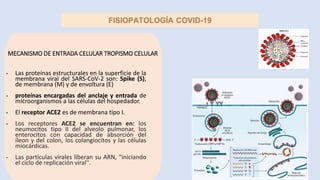 MECANISMO DE ENTRADA CELULAR TROPISMO CELULAR
• Las proteínas estructurales en la superficie de la
membrana viral del SARS-CoV-2 son: Spike (S),
de membrana (M) y de envoltura (E)
• proteínas encargadas del anclaje y entrada de
microorganismos a las células del hospedador.
• El receptor ACE2 es de membrana tipo I.
• Los receptores ACE2 se encuentran en: los
neumocitos tipo II del alveolo pulmonar, los
enterocitos con capacidad de absorción del
íleon y del colon, los colangiocitos y las células
miocárdicas.
• Las partículas virales liberan su ARN, “iniciando
el ciclo de replicación viral''.
 
