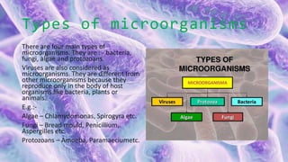 Types of microorganisms
There are four main types of
microorganisms. They are : - bacteria,
fungi, algae and protozoans.
Viruses are also considered as
microorganisms. They are different from
other microorganisms because they
reproduce only in the body of host
organisms like bacteria, plants or
animals.
E.g.:-
Algae – Chlamydomonas, Spirogyra etc.
Fungi – Bread mould, Penicillium,
Aspergilles etc.
Protozoans – Amoeba, Paramaeciumetc.
 
