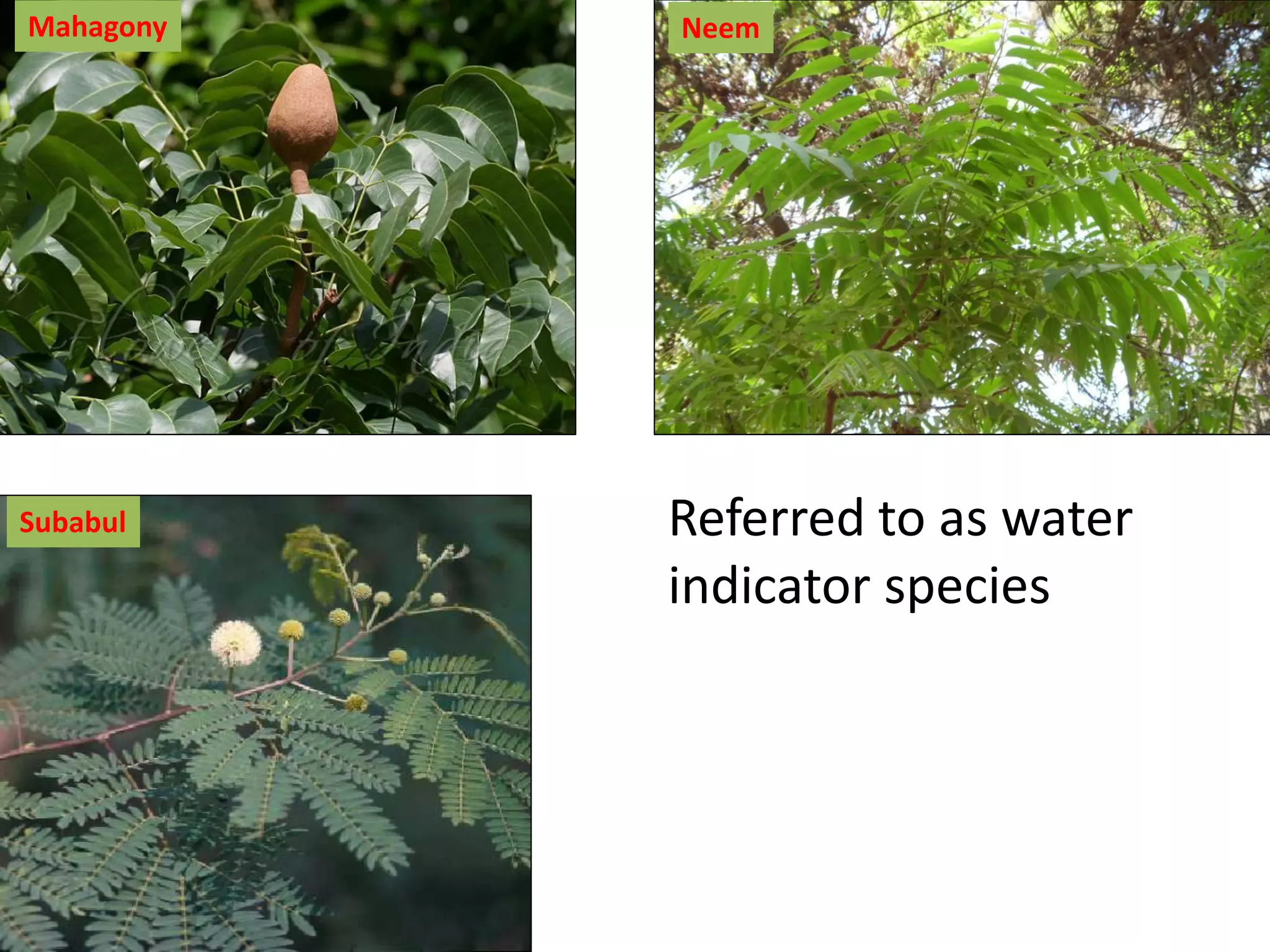 Referred to as water
indicator species
Mahagony Neem
Subabul
 