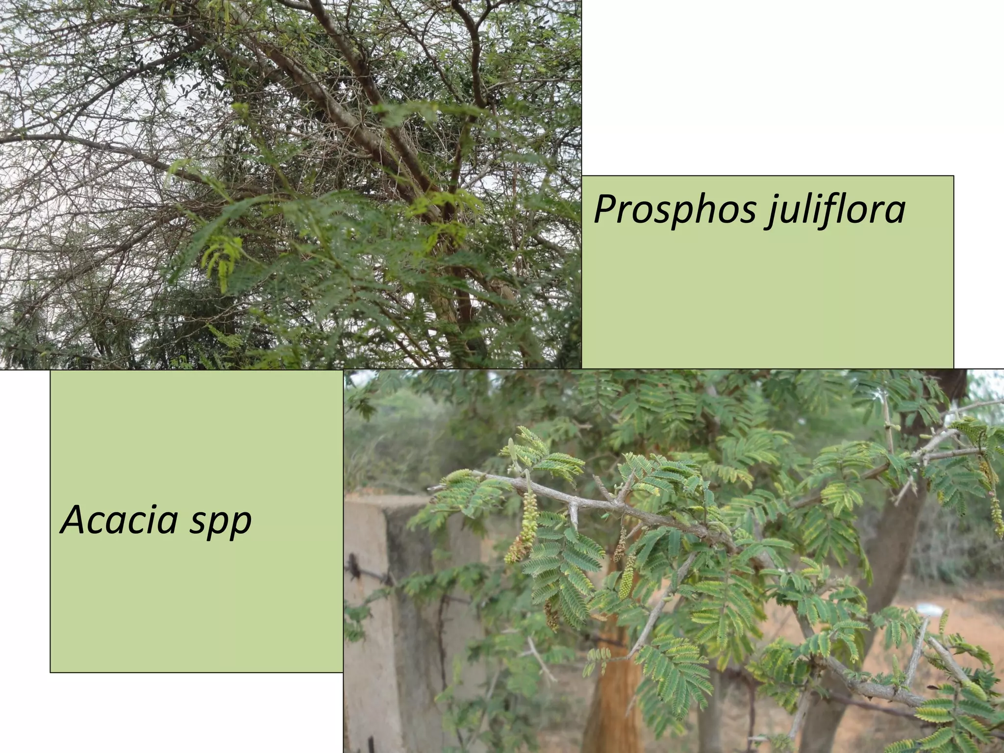 Prosphos juliflora
juliflorajuliflora
Acacia spp
 