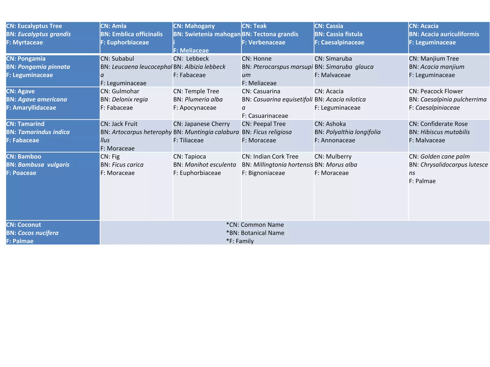 CN: Eucalyptus Tree
BN: Eucalyptus grandis
F: Myrtaceae
CN: Amla
BN: Emblica officinalis
F: Euphorbiaceae
CN: Mahogany
BN: Swietenia mahogan
i
F: Meliaceae
CN: Teak
BN: Tectona grandis
F: Verbenaceae
CN: Cassia
BN: Cassia fistula
F: Caesalpinaceae
CN: Acacia
BN: Acacia auriculiformis
F: Leguminaceae
CN: Pongamia
BN: Pongamia pinnata
F: Leguminaceae
CN: Subabul
BN: Leucaena leucocephal
a
F: Leguminaceae
CN: Lebbeck
BN: Albizia lebbeck
F: Fabaceae
CN: Honne
BN: Pterocarspus marsupi
um
F: Meliaceae
CN: Simaruba
BN: Simaruba glauca
F: Malvaceae
CN: Manjium Tree
BN: Acacia manjium
F: Leguminaceae
CN: Agave
BN: Agave americana
F: Amaryllidaceae
CN: Gulmohar
BN: Delonix regia
F: Fabaceae
CN: Temple Tree
BN: Plumeria alba
F: Apocynaceae
CN: Casuarina
BN: Casuarina equisetifoli
a
F: Casuarinaceae
CN: Acacia
BN: Acacia nilotica
F: Leguminaceae
CN: Peacock Flower
BN: Caesalpinia pulcherrima
F: Caesalpiniaceae
CN: Tamarind
BN: Tamarindus indica
F: Fabaceae
CN: Jack Fruit
BN: Artocarpus heterophy
llus
F: Moraceae
CN: Japanese Cherry
BN: Muntingia calabura
F: Tiliaceae
CN: Peepal Tree
BN: Ficus religiosa
F: Moraceae
CN: Ashoka
BN: Polyalthia longifolia
F: Annonaceae
CN: Confiderate Rose
BN: Hibiscus mutabilis
F: Malvaceae
CN: Bamboo
BN: Bambusa vulgaris
F: Poaceae
CN: Fig
BN: Ficus carica
F: Moraceae
CN: Tapioca
BN: Manihot esculenta
F: Euphorbiaceae
CN: Indian Cork Tree
BN: Millingtonia hortensis
F: Bignoniaceae
CN: Mulberry
BN: Morus alba
F: Moraceae
CN: Golden cane palm
BN: Chrysalidocarpus lutesce
ns
F: Palmae
CN: Coconut
BN: Cocos nucifera
F: Palmae
*CN: Common Name
*BN: Botanical Name
*F: Family
 