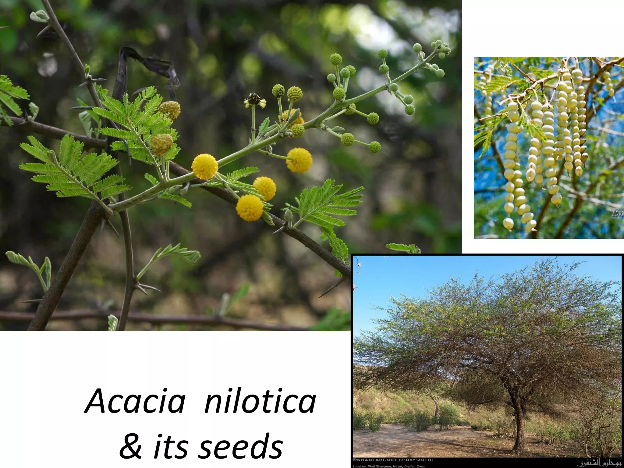 Acacia nilotica
& its seeds
 