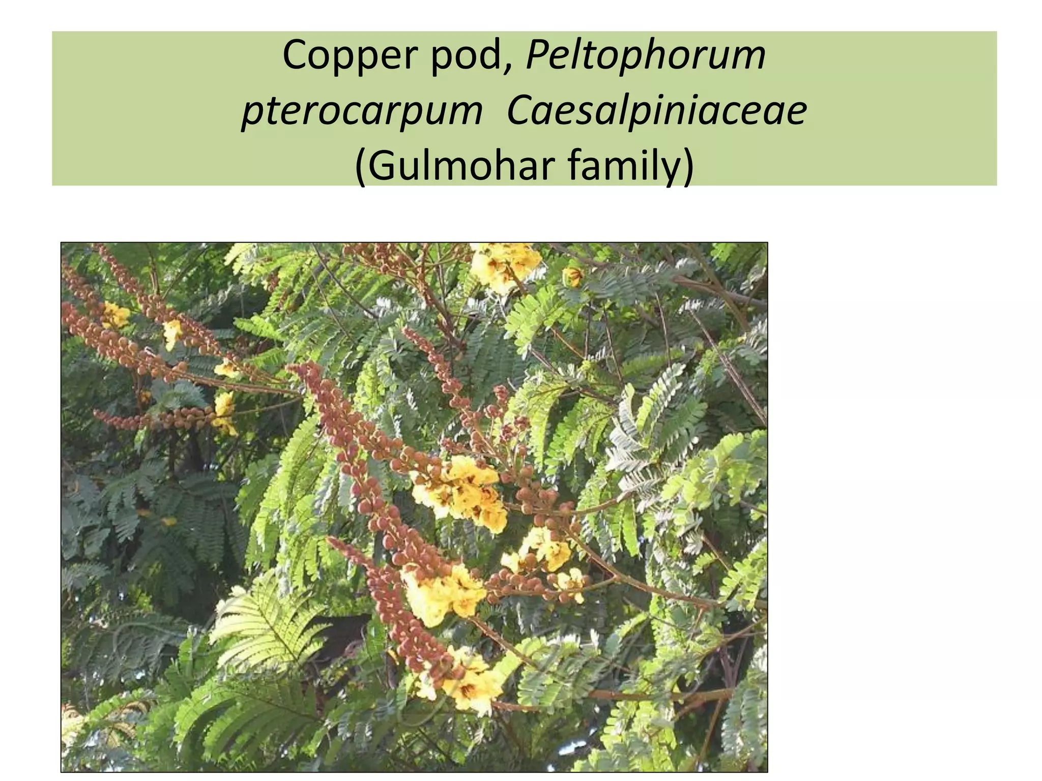 Copper pod, Peltophorum
pterocarpum Caesalpiniaceae
(Gulmohar family)
 