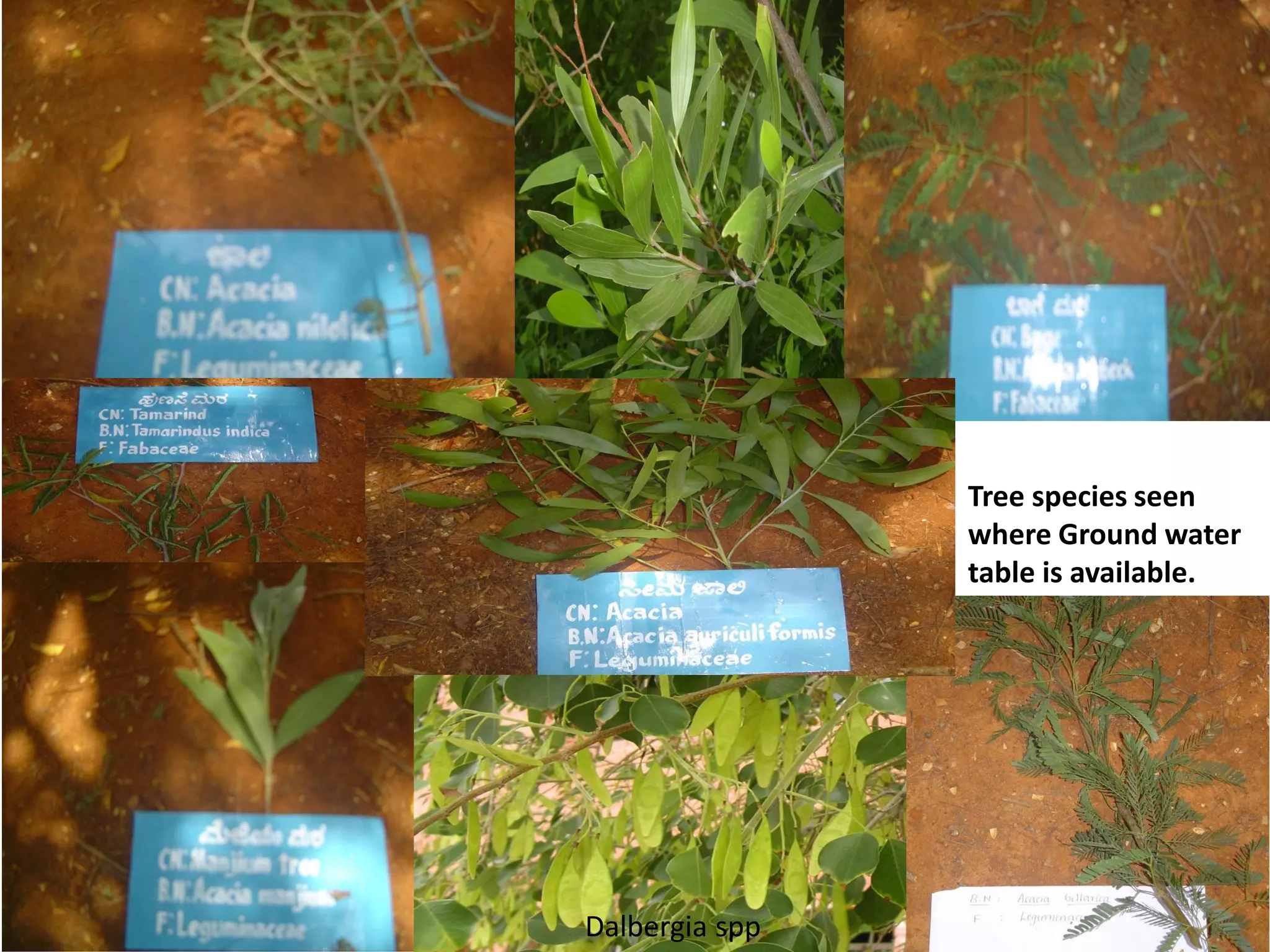 Tree species seen
where Ground water
table is available.
Dalbergia spp
 