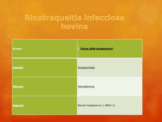 Grupo: I (Virus ADN bicatenario)
Familia: Herpesviridae
Género: Varicellovirus
Especie: Bovine herpesvirus 1 (BHV-1)
 