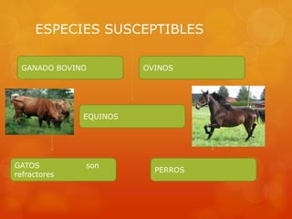 ESPECIES SUSCEPTIBLES
GATOS son
refractores
PERROS
EQUINOS
OVINOSGANADO BOVINO
 