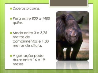  Diceros bicornis.
 Pesa entre 800 a 1400
quilos.
 Mede entre 3 e 3,75
metros de
comprimentos e 1,80
metros de altura.
 A gestação pode
durar entre 16 e 19
meses.
 