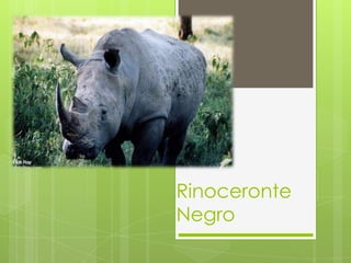 Rinoceronte
Negro
 