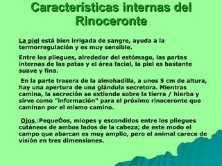 Características internas del Rinoceronte La piel  está bien irrigada de sangre, ayuda a la termorregulación y es muy sensible.  Entre los pliegues, alrededor del estómago, las partes internas de las patas y el área facial, la piel es bastante suave y fina. En la parte trasera de la almohadilla, a unos 5 cm de altura, hay una apertura de una glándula secretora. Mientras camina, la secreción se extiende sobre la tierra / hierba y sirve como "información" para el próximo rinoceronte que caminan por el mismo camino.    Ojos  :Pequeños, miopes y escondidos entre los pliegues cutáneos de ambos lados de la cabeza; de este modo el campo que abarcan es muy amplio, pero el animal carece de visión en tres dimensiones.  
