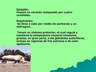 Corazón: Poseen un corazón compuesto por cuatro cavidades. Respiración: Se lleva a cabo por medio de pulmones y un diafragma. Tienen un sistema protector, el cual regula y mantiene la temperatura corporal constante, gracias, en gran parte, a las glándulas sudoríferas, incluso en regiones de frío extremo o de calor agobiante.  