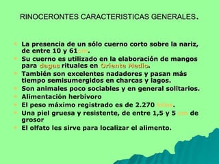 RINOCERONTES CARACTERISTICAS GENERALES . La presencia de un sólo cuerno corto sobre la nariz, de entre 10 y 61 cm .  Su cuerno es utilizado en la elaboración de mangos para  dagas  rituales en  Oriente Medio . También son excelentes nadadores y pasan más tiempo semisumergidos en charcas y lagos. Son animales poco sociables y en general solitarios.  Alimentación herbívoro El peso máximo registrado es de 2.270  kilos .   Una piel gruesa y resistente, de entre 1,5 y 5  cm  de grosor  El olfato les sirve para localizar el alimento.   