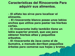 Características del Rinoceronte Para adquirir sus alimentos. ☺  El olfato les sirve para localizar el alimento.   ☺  El rinoceronte blanco posee unos labios anchos que utiliza para pastar las hierbas cortas.  ☺  El rinoceronte indio también tiene un labio superior prensil, que usa para obtener hierbas altas y pequeños arbustos. ☺  El rinoceronte de Java como el de Sumatra, a menudo derriban pequeños árboles para comerse sus hojas y brotes. 