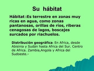 Su   hábitat Hábitat   :Es terrestre en zonas muy ricas en agua, como zonas pantanosas, orillas de ríos, riberas cenagosas de lagos, boscajes surcados por riachuelos.  Distribución geográfica :  En Africa, desde Abisinia y Sudán hasta Africa del Sur. Centro de Africa. Zambia,Angola y Africa del Sudoeste.-   