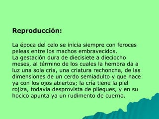 Reproducción: La época del celo se inicia siempre con feroces peleas entre los machos embravecidos.  La gestación dura de diecisiete a dieciocho meses, al término de los cuales la hembra da a luz una sola cría, una criatura rechoncha, de las dimensiones de un cerdo semiadulto y que nace ya con los ojos abiertos; la cría tiene la piel rojiza, todavía desprovista de pliegues, y en su hocico apunta ya un rudimento de cuerno. 