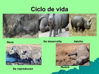 Ciclo de vida Nace Se desarrolla Muere Adulto Se reproducen 