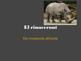 El rinoceront Els rinoceronts africants 