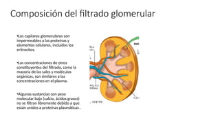 riñon.pptx jjjjjjjgfcjtdrcjjjjjjjjjjjkjj | PPTX