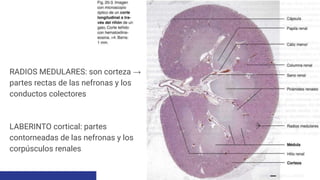 Comprehensive Overview of Kidney Anatomy, Physiology, and Pathology | PDF