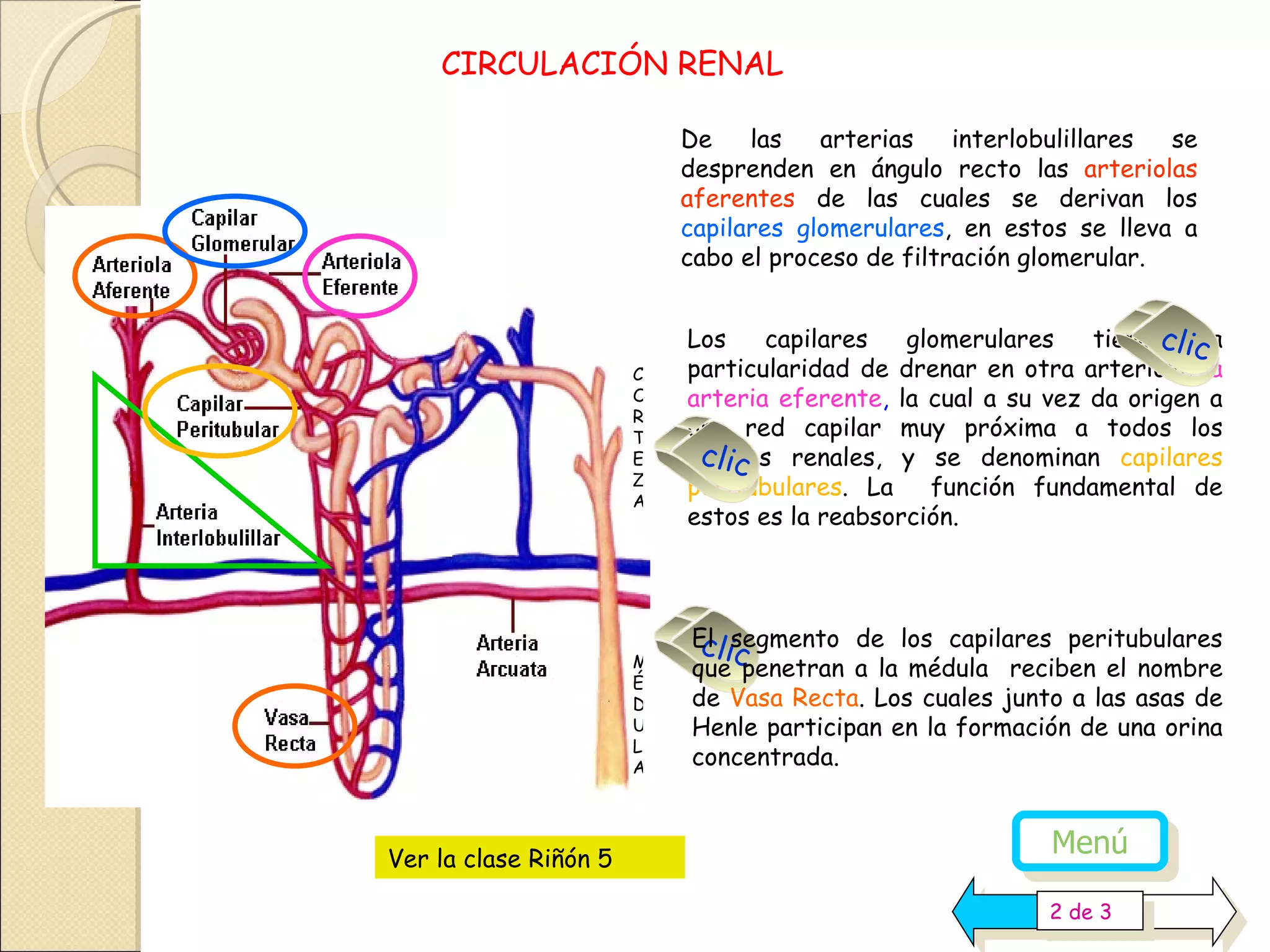 Anatomía E Histología Fisiologíca Del Riñon – WVTC