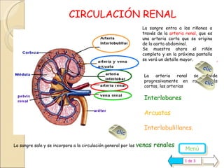 HISTOLOGIA DEL RIÑON | PPS