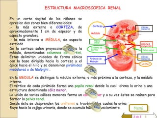 HISTOLOGIA DEL RIÑON | PPS