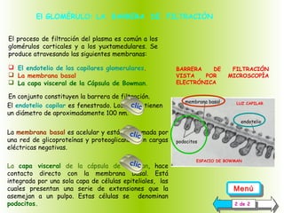 El GLOMÉRULO: LA BARRERA DE FILTRACIÓN
El proceso de filtración del plasma es común a los
glomérulos corticales y a los yuxtamedulares. Se
produce atravesando las siguientes membranas:
 El endotelio de los capilares glomerulares,
 La membrana basal
 La capa visceral de la Cápsula de Bowman.
En conjunto constituyen la barrera de filtración.
clic
El endotelio capilar es fenestrado. Los poros tienen
un diámetro de aproximadamente 100 nm.

BARRERA
DE
VISTA
POR
ELECTRÓNICA
membrana basal

FILTRACIÓN
MICROSCOPÍA

LUZ CAPILAR

endotelio

La membrana basal es acelular y está conformada por
clic
una red de glicoproteínas y proteoglicanos con cargas
eléctricas negativas.

clic
La capa visceral de la cápsula de Bowman, hace
contacto directo con la membrana basal. Está
integrada por una sola capa de células epiteliales, las
cuales presentan una serie de extensiones que la
asemejan a un pulpo. Estas células se denominan
podocitos.

podocitos

ESPACIO DE BOWMAN

Menú
Menú
22de 22
de

 