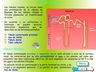 TÚBULOS RENALES

 

Los túbulos renales, se inician como
una prolongación de la cápsula de
Bowman. En los túbulos renales el
filtrado glomerular es transformado
en orina.
De acuerdo a su estructura e
histología
se
pueden
apreciar
diferentes
segmentos
que
se
.
describen en las próximas pantallas:





Túbulo contorneado proximal
Asa de Henle
Túbulo distal
Tubo colector

clic

Glomérulo
C
O
R
T
E
Z
A

M
E
D
U
L
A

Túbulo
proximal
Túbulo
distal

Tubo
colector

Asa de
Henle

 TÚBULO PROXIMAL
El túbulo contorneado proximal o segmento inicial está ubicado a nivel de la corteza
renal. Se caracteriza por su alta permeabilidad al agua y los solutos, así como por
presentar una baja resistencia eléctrica. En este segmento se reabsorbe el 60 % o más
del agua y los solutos filtrados
Su porción inicial es contorneada y la parte terminal es recta, y da
origen a un segmento parecido a un gancho de pelo, denominado
Asa de Henle.

Menú
Menú
11de 33
de

 