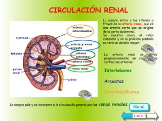 CIRCULACIÓN RENAL
La sangre entra a los riñones a
través de la arteria renal, que es
una arteria corta que se origina
de la aorta abdominal.
Se muestra ahora el riñón
completo y en la próxima pantalla
se verá un detalle mayor.
,
La
arteria
renal
progresivamente en
cortas, las arterias

se
divide
ramascl más

Interlobares
Arcuatas
clic
La sangre sale y se incorpora a la circulación general por las

Interlobulillares.
venas renales

clic

Menú
Menú
11de 33
de

ic

 
