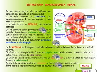 Rinon1estruct | PPS