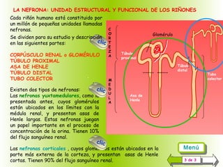 LA NEFRONA: UNIDAD ESTRUCTURAL Y FUNCIONAL DE LOS RIÑONES  
Cada riñón humano está constituido por
un millón de pequeñas unidades llamadas
nefronas.
Se dividen para su estudio y descripción
clic
en las siguientes partes:
CORPÚSCULO RENAL o GLOMÉRULO
TÚBULO PROXIMAL
ASA DE HENLE
TÚBULO DISTAL
.
TUBO COLECTOR

.

clic
Existen dos tipos de nefronas:
Las nefronas yuxtamedulares, como la
presentada antes, cuyos glomérulos
están ubicados en los límites con la
médula renal, y presentan asas de
Henle largas. Estas nefronas juegan
un papel importante en el proceso de
concentración de la orina. Tienen 10%
del flujo sanguíneo renal.
clic

C
O
R
T
E
Z
A

Glomérulo

Túbulo
proximal
Túbulo
distal

M
E
D
U
L
A

Asa de
Henle

Las nefronas corticales , cuyos glomérulos están ubicados en la
parte más externa de la corteza, y presentan asas de Henle
cortas. Tienen 90% del flujo sanguíneo renal.

Menú
Menú
33de 33
de

Tubo
colector

 