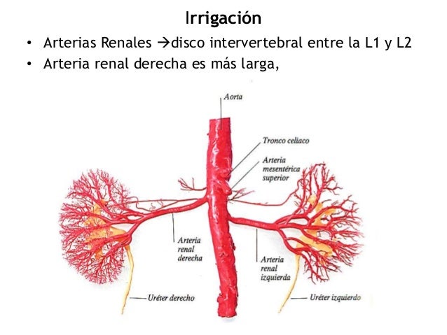 Riñones, Uréteres y Glándulas Suprarrenales