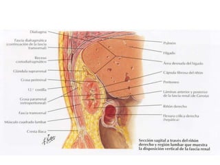 Riñones y ureteres