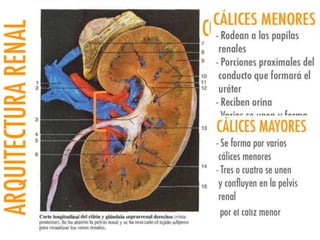 Riñones y ureteres