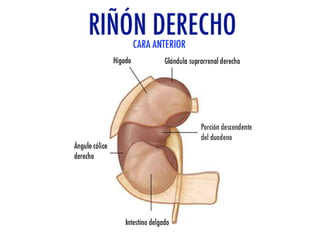 Riñones y ureteres