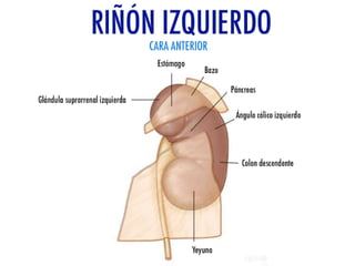 Riñones y ureteres