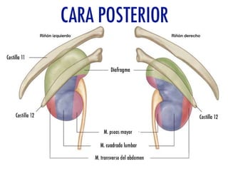Riñones y ureteres