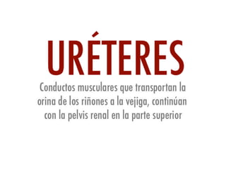 Riñones y ureteres