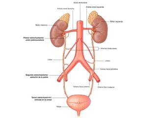 Riñones y ureteres