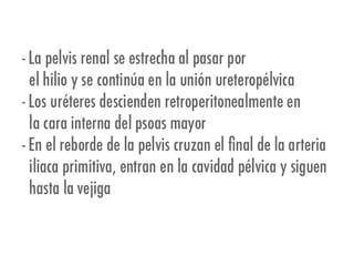 Riñones y ureteres