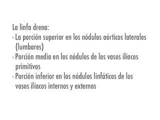 Riñones y ureteres