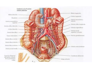 Riñones y ureteres